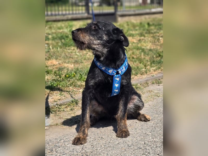 Roby, junger Schnauzermischling sucht sein Glück Roby, junger Schnauzermischling sucht sein Glück