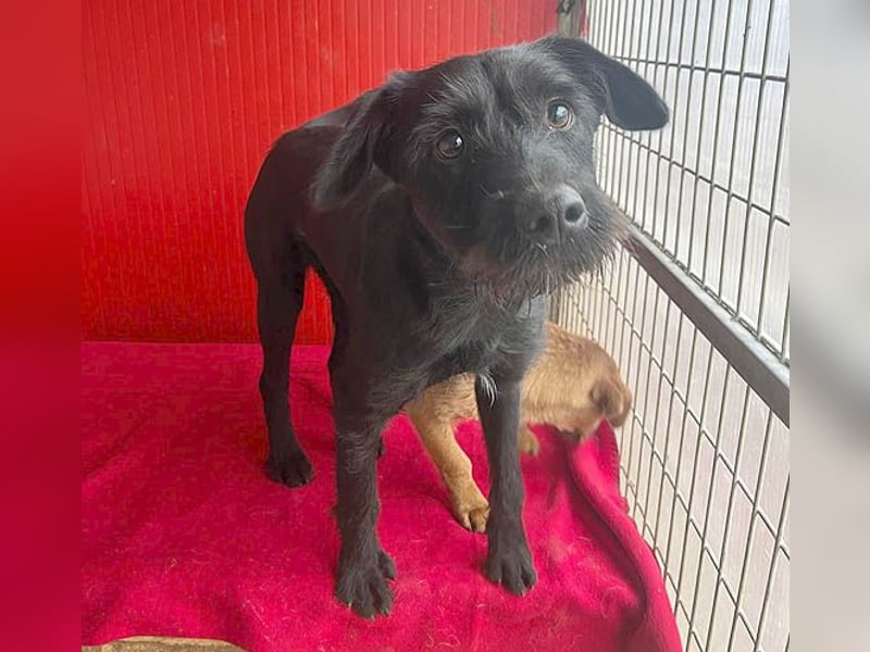 ❤️❤️❤️ süße Schnauzerine KIRA - 1 Jahr, 42cm/14kg