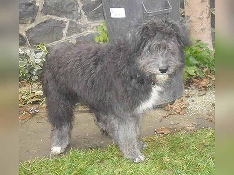 ❤️❤️❤️ kuschelige AMANI - 7 Monate, 45cm/später 48/50cm - Schnauzer-Pumi