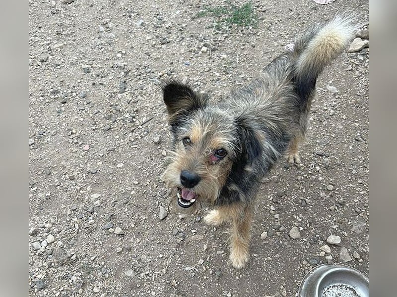 BERCI sucht ein großes Herz - 12,5 Jahre, 42cm/12kg - Schnauzer-Foxi-Mix