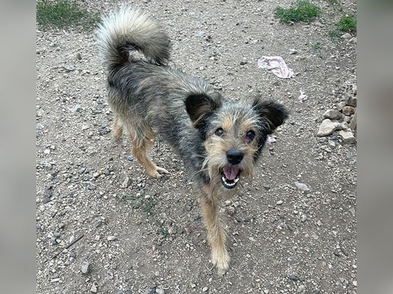 BERCI sucht ein großes Herz - 12,5 Jahre, 42cm/12kg - Schnauzer-Foxi-Mix