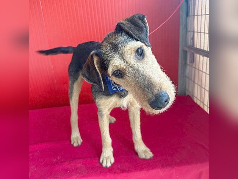 superlieber Lausbub BERRY - 7 Monate, 42cm/12kg - Schnauzer-Foxi-Mix