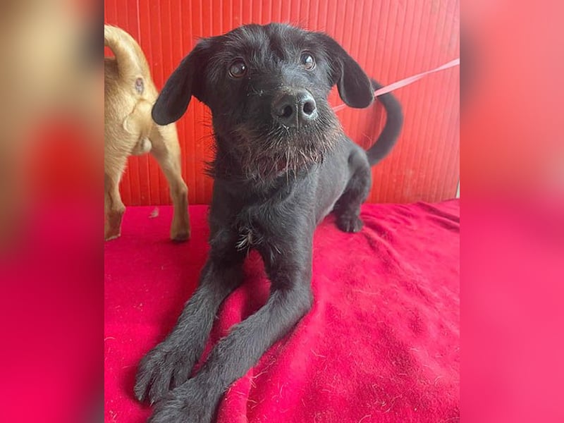 ❤️❤️❤️ süße Schnauzerine KIRA - 1 Jahr, 42cm/14kg