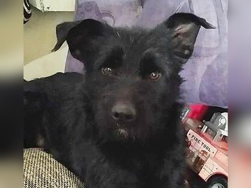 superlieber Schmusebär MIKO - 1,5 Jahre, 42cm/14kg