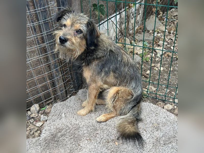 BERCI sucht ein großes Herz - 12,5 Jahre, 42cm/12kg - Schnauzer-Foxi-Mix