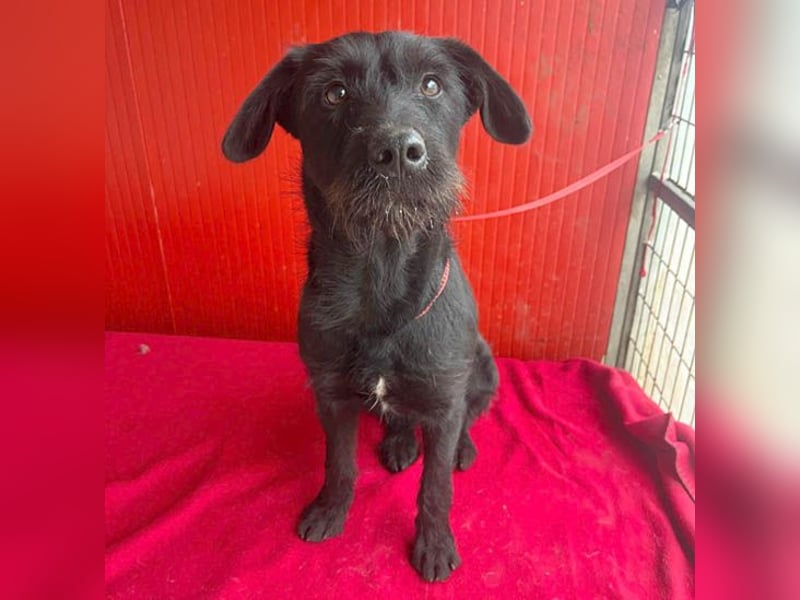 ❤️❤️❤️ süße Schnauzerine KIRA - 1 Jahr, 42cm/14kg