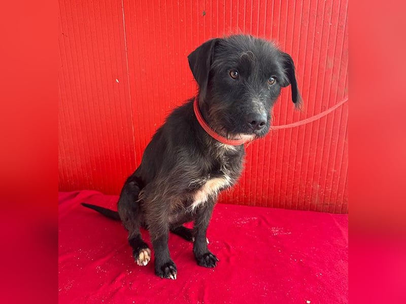 ❤️❤️❤️ zarte Hundeseele DARKA - 1,5 Jahre, 43cm - Schnauzer-Mix