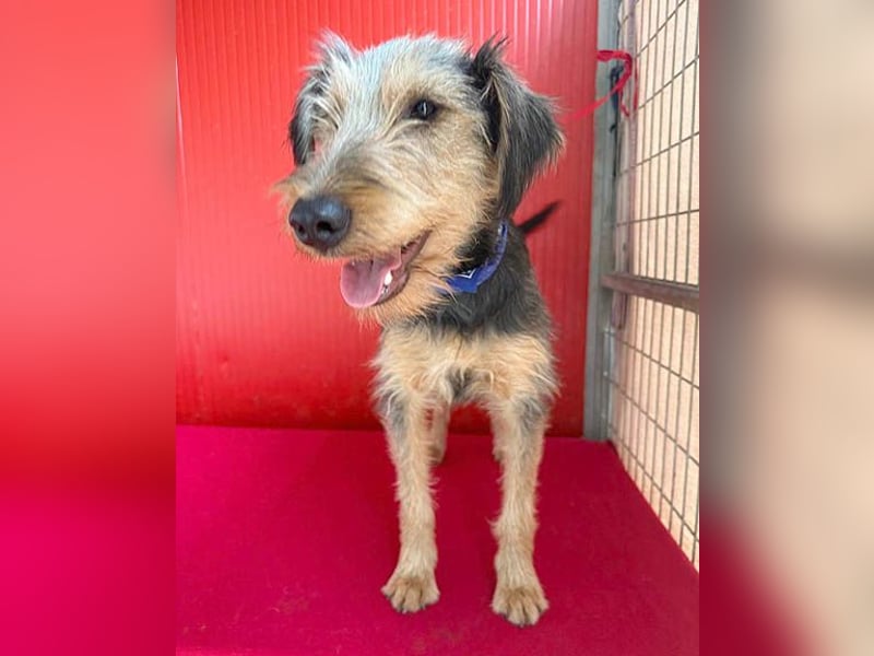 liebenswerter Lausbub BODI - 7 Monate, 42cm/12kg - Schnauzer/Foxi