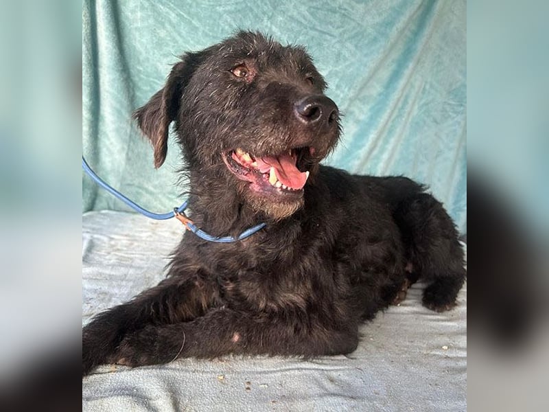 (R) ❤️ superliebe Familienhündin PEGGY - 8 Jahre, 45cm/14kg - Schnauzer-Mix