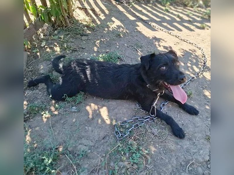 fröhliche KIRA - 2 Jahre, 40cm - Schnauzer-Mix