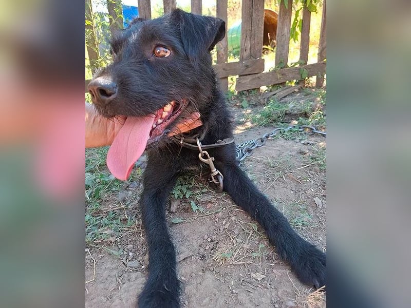 fröhliche KIRA - 2 Jahre, 40cm - Schnauzer-Mix