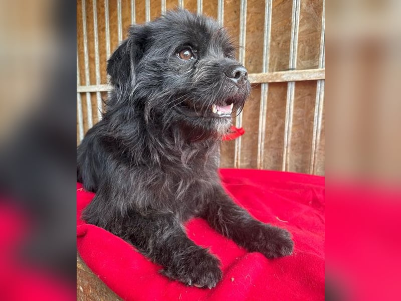pfiffiger Schnauzi-Bub LUI - 5 Jahre, 43cm