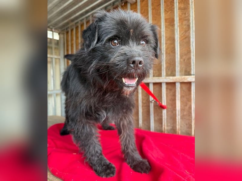 pfiffiger Schnauzi-Bub LUI - 5 Jahre, 43cm