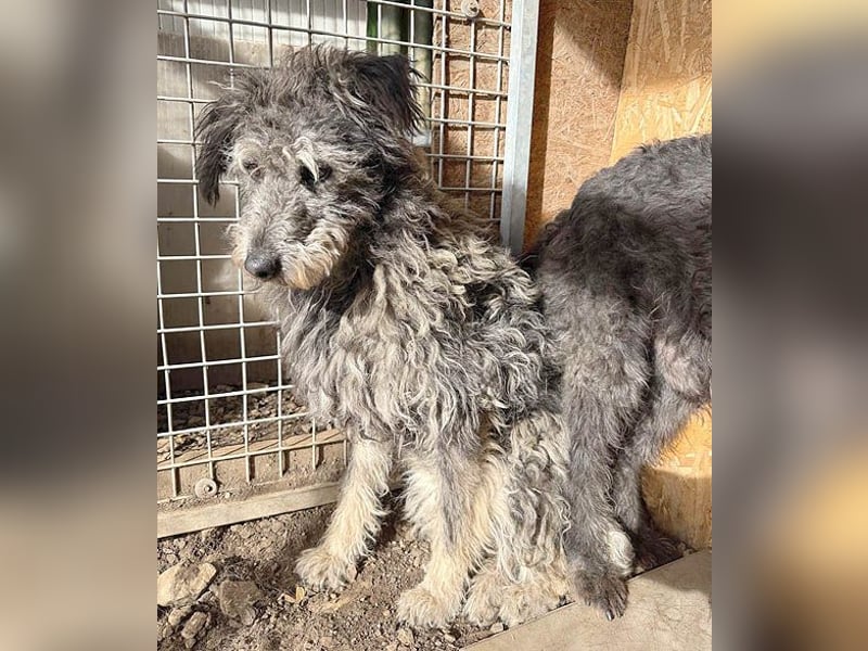 zarte Hundeseele KELLY - 2 Jahre, 50cm - Schnauzer-Mix