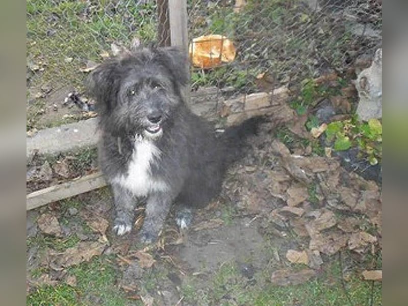 ❤️❤️❤️ kuschelige AMANI - 7 Monate, 45cm/später 48/50cm - Schnauzer-Pumi