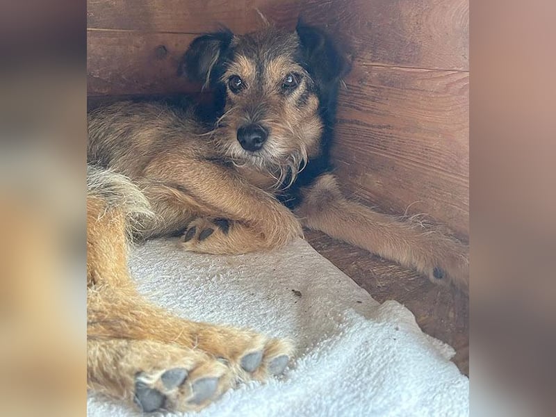 BERCI sucht ein großes Herz - 12,5 Jahre, 42cm/12kg - Schnauzer-Foxi-Mix