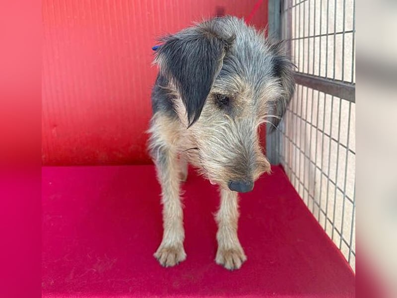 liebenswerter Lausbub BODI - 7 Monate, 42cm/12kg - Schnauzer/Foxi