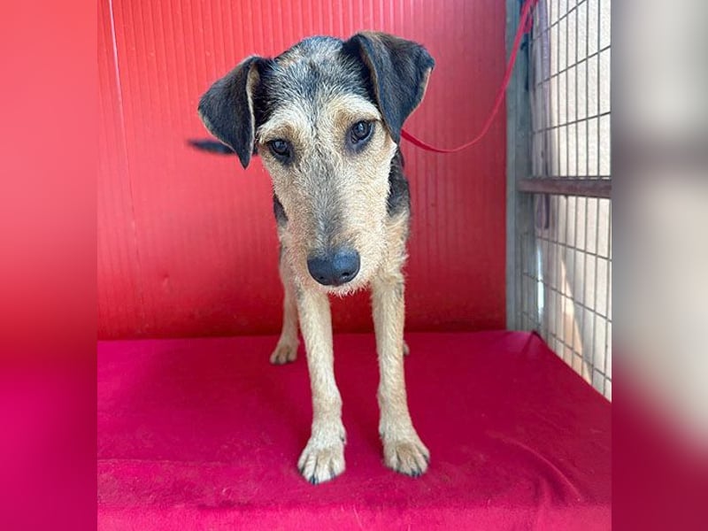 superlieber Lausbub BERRY - 7 Monate, 42cm/12kg - Schnauzer-Foxi-Mix