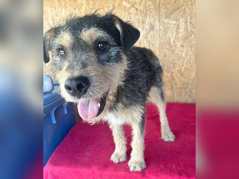 ❤️❤️❤️ lieber Schmusebär TWIX - 2,5 Jahre, 45cm/12kg - Schnauzer-Mischling