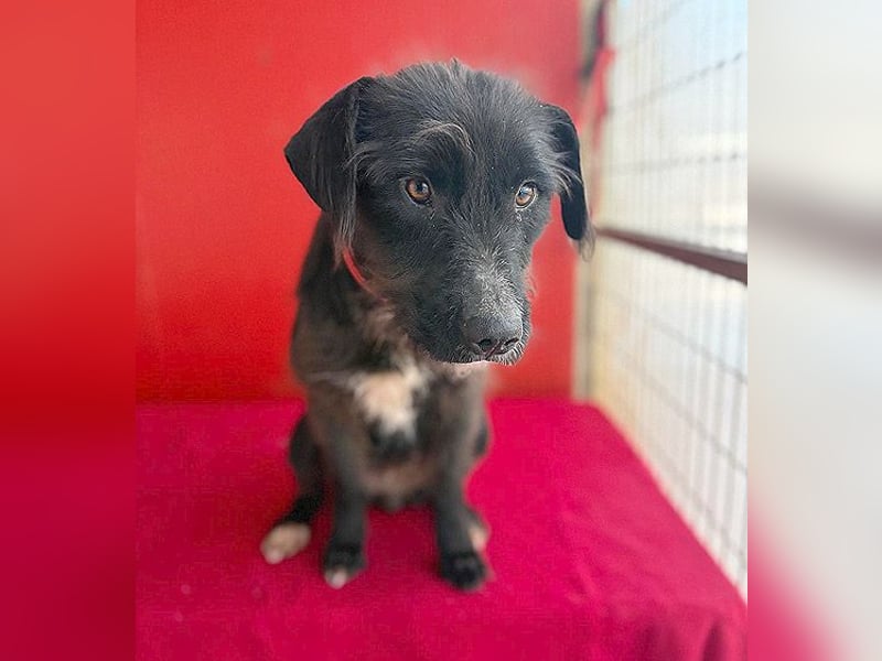 ❤️❤️❤️ zarte Hundeseele DARKA - 1,5 Jahre, 43cm - Schnauzer-Mix