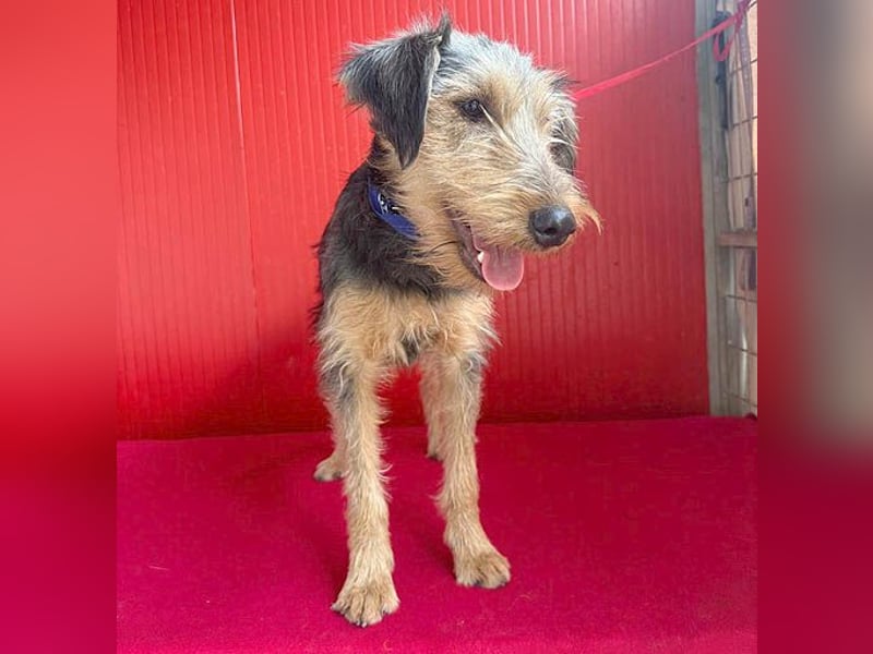 liebenswerter Lausbub BODI - 7 Monate, 42cm/12kg - Schnauzer/Foxi