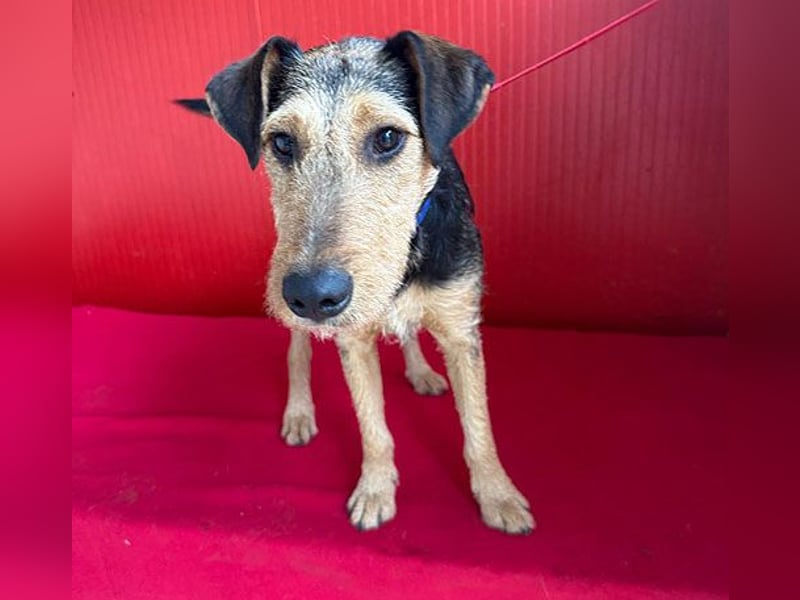 superlieber Lausbub BERRY - 7 Monate, 42cm/12kg - Schnauzer-Foxi-Mix