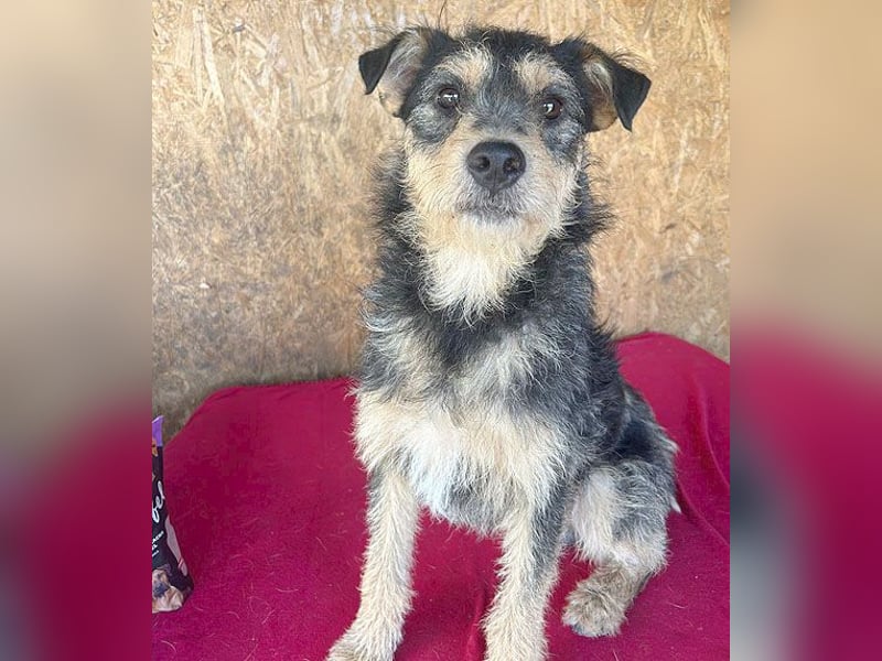 ❤️❤️❤️ lieber Schmusebär TWIX - 2,5 Jahre, 45cm/12kg - Schnauzer-Mischling