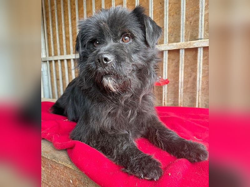 pfiffiger Schnauzi-Bub LUI - 5 Jahre, 43cm