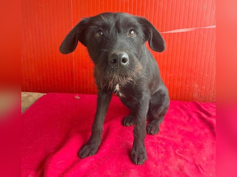 ❤️❤️❤️ süße Schnauzerine KIRA - 1 Jahr, 42cm/14kg