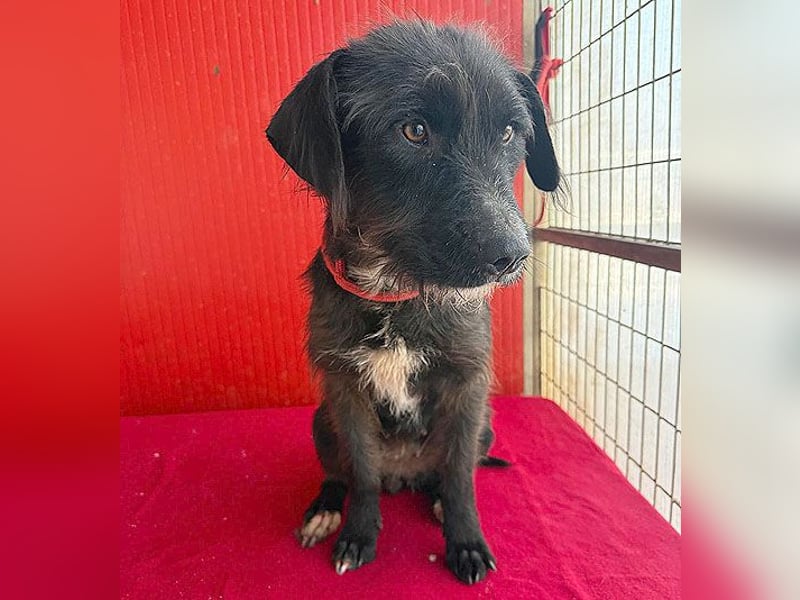 ❤️❤️❤️ zarte Hundeseele DARKA - 1,5 Jahre, 43cm - Schnauzer-Mix