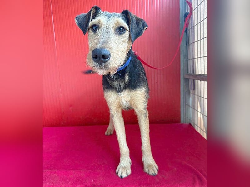 superlieber Lausbub BERRY - 7 Monate, 42cm/12kg - Schnauzer-Foxi-Mix