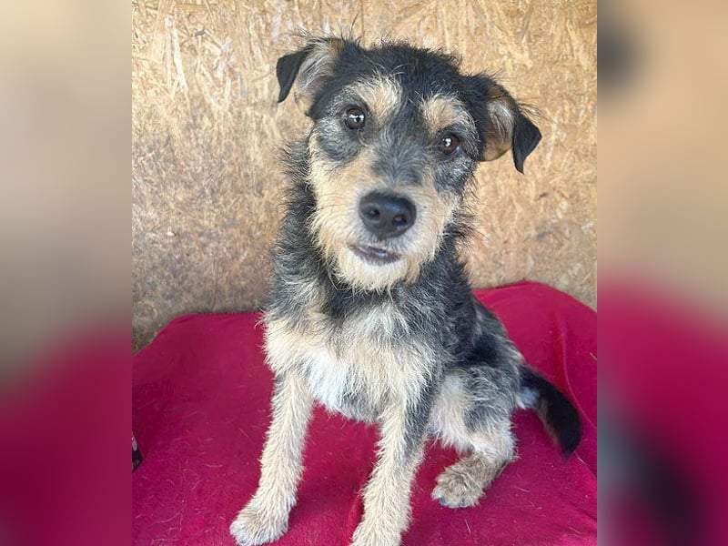 ❤️❤️❤️ lieber Schmusebär TWIX - 2,5 Jahre, 45cm/12kg - Schnauzer-Mischling