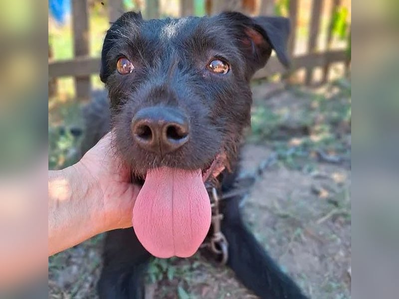 fröhliche KIRA - 2 Jahre, 40cm - Schnauzer-Mix