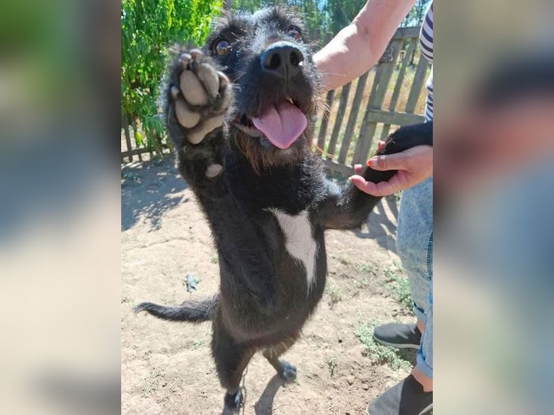 fröhliche KIRA - 2 Jahre, 40cm - Schnauzer-Mix