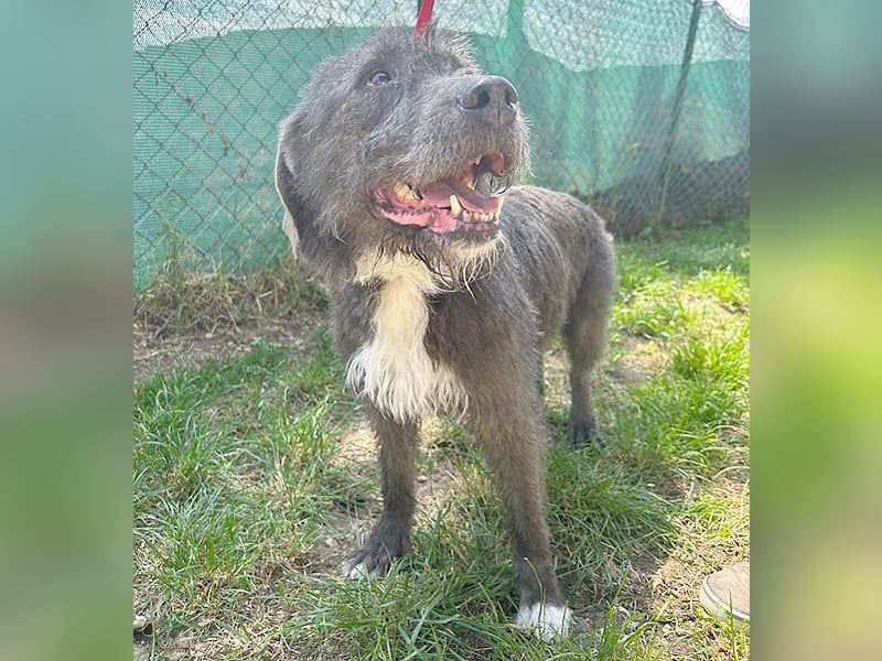 ❤️❤️❤️  liebebedürftige KEA - 6 Jahre, 46cm/17kg - Schnauzer-Mix