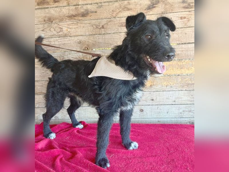 ❤️ superlieber Familienhund JANKO - 2 Jahre, 43cm/15kg - Schnauzer-Mix