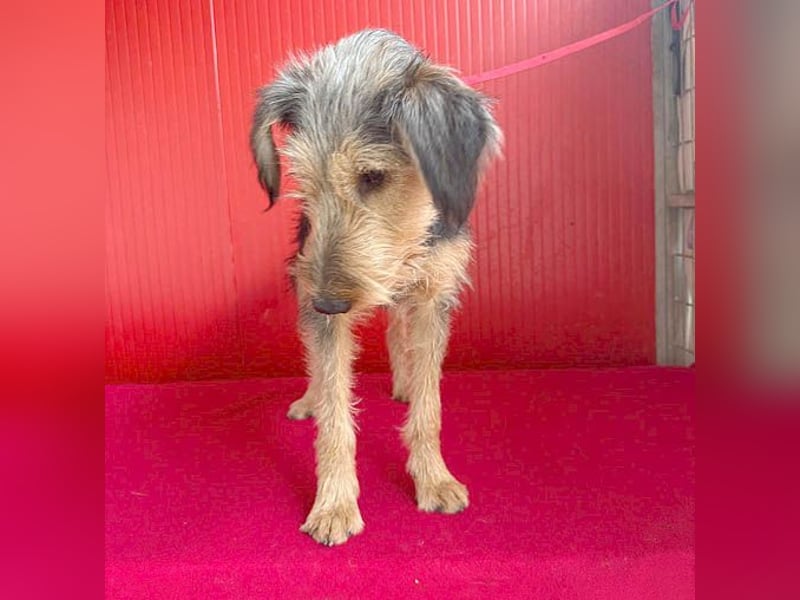 liebenswerter Lausbub BODI - 7 Monate, 42cm/12kg - Schnauzer/Foxi