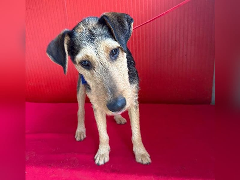 superlieber Lausbub BERRY - 7 Monate, 42cm/12kg - Schnauzer-Foxi-Mix