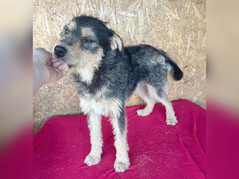 ❤️❤️❤️ lieber Schmusebär TWIX - 2,5 Jahre, 45cm/12kg - Schnauzer-Mischling