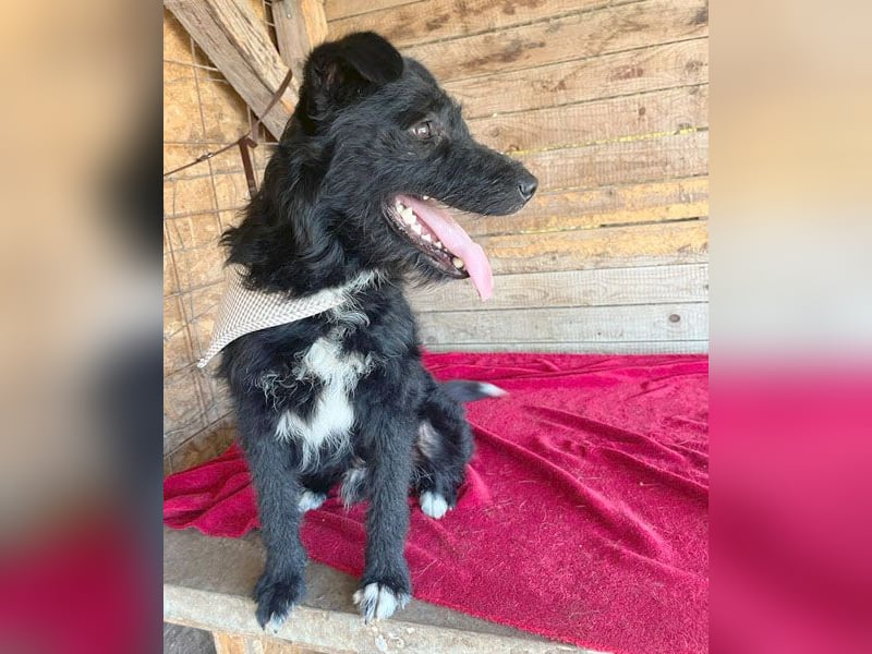 ❤️ superlieber Familienhund JANKO - 2 Jahre, 43cm/15kg - Schnauzer-Mix
