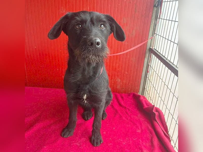 ❤️❤️❤️ süße Schnauzerine KIRA - 1 Jahr, 42cm/14kg