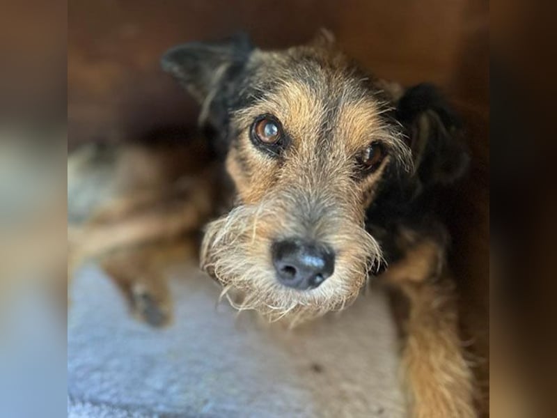 BERCI sucht ein großes Herz - 12,5 Jahre, 42cm/12kg - Schnauzer-Foxi-Mix