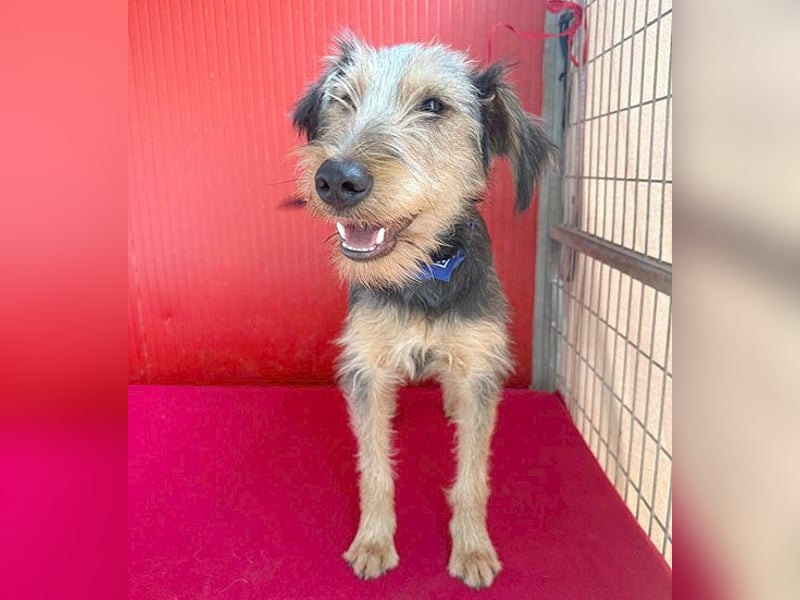 liebenswerter Lausbub BODI - 7 Monate, 42cm/12kg - Schnauzer/Foxi