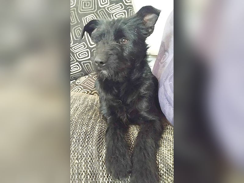 superlieber Schmusebär MIKO - 1,5 Jahre, 42cm/14kg