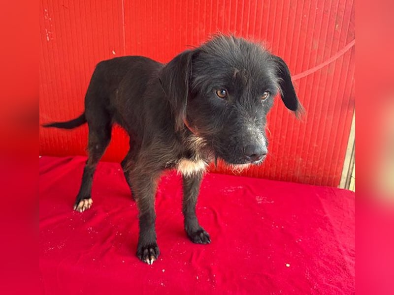 ❤️❤️❤️ zarte Hundeseele DARKA - 1,5 Jahre, 43cm - Schnauzer-Mix