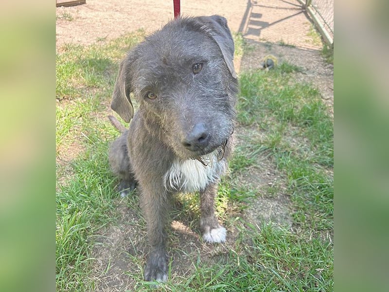 ❤️❤️❤️  liebebedürftige KEA - 6 Jahre, 46cm/17kg - Schnauzer-Mix