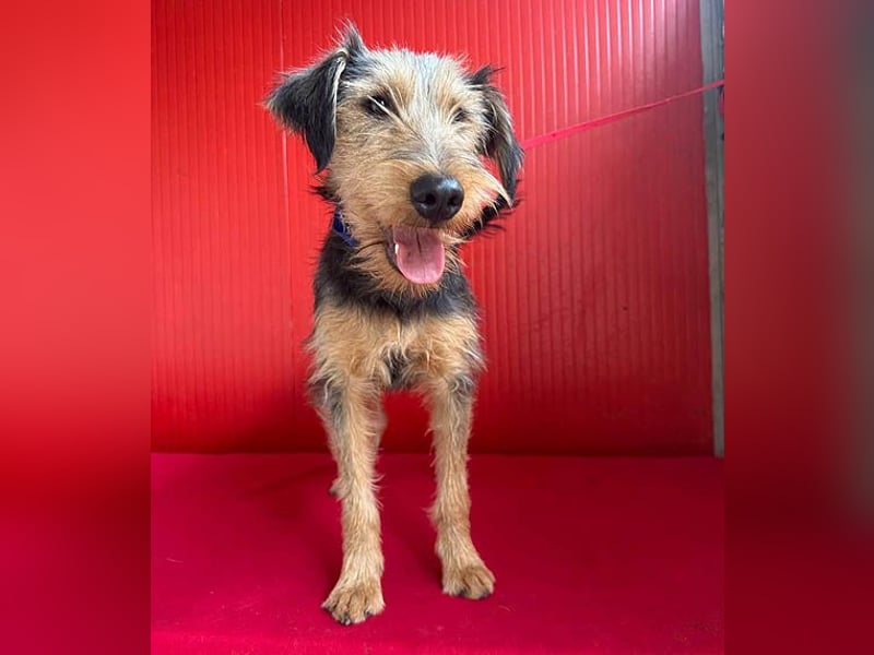 liebenswerter Lausbub BODI - 7 Monate, 42cm/12kg - Schnauzer/Foxi