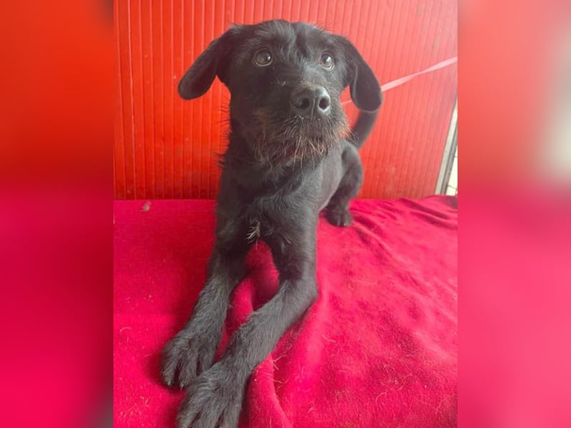 ❤️❤️❤️ süße Schnauzerine KIRA - 1 Jahr, 42cm/14kg