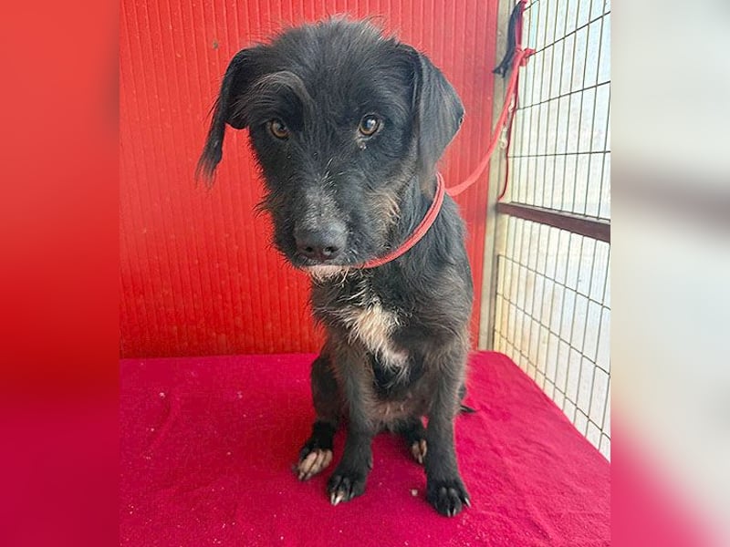 ❤️❤️❤️ zarte Hundeseele DARKA - 1,5 Jahre, 43cm - Schnauzer-Mix