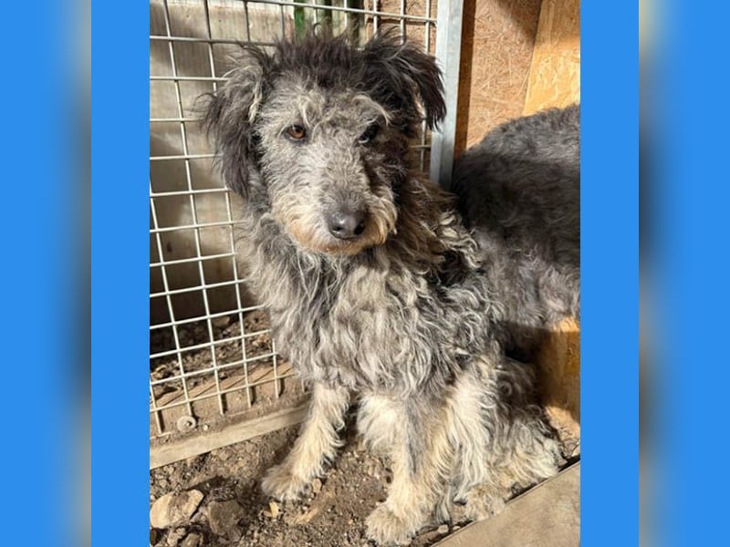 zarte Hundeseele KELLY - 2 Jahre, 50cm - Schnauzer-Mix